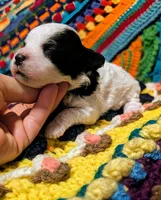 Peanut , a male Poodle - Toy  for sale in Stonewall, LA – 2 of 3