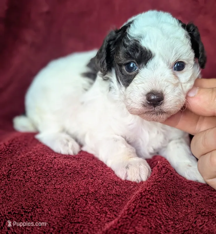 Katie – Poodle - Toy  puppy for sale in Stonewall, LA