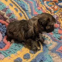 Princess, a female Shih Tzu for sale in Stonewall, LA – 7 of 9