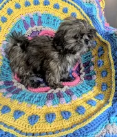 Munchkin, a male Shih Tzu for sale in Stonewall, LA – 4 of 6
