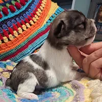 Scooter, a male Miniature Schnauzer for sale in Stonewall, LA – 2 of 5