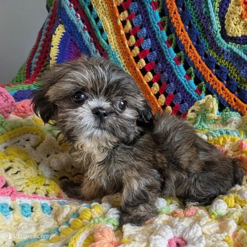 Munchkin – Shih Tzu puppy for sale in Stonewall, LA