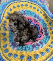 Munchkin, a male Shih Tzu for sale in Stonewall, LA – 3 of 6