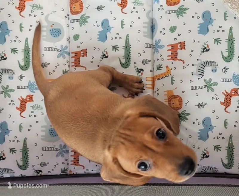 Savannah – Miniature Dachshund puppy for sale in Stonewall, LA