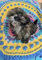 Munchkin, a male Shih Tzu for sale in Stonewall, LA – 5 of 6