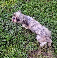 Chewbacca, a male Shih Tzu for sale in Stonewall, LA – 10 of 10