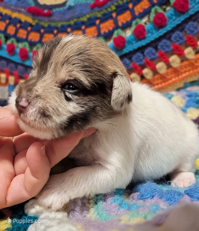 Maddy – Miniature Schnauzer puppy for sale in Stonewall, LA