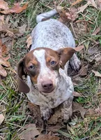 Sadi, a female Miniature Dachshund for sale in Stonewall, LA – 4 of 9