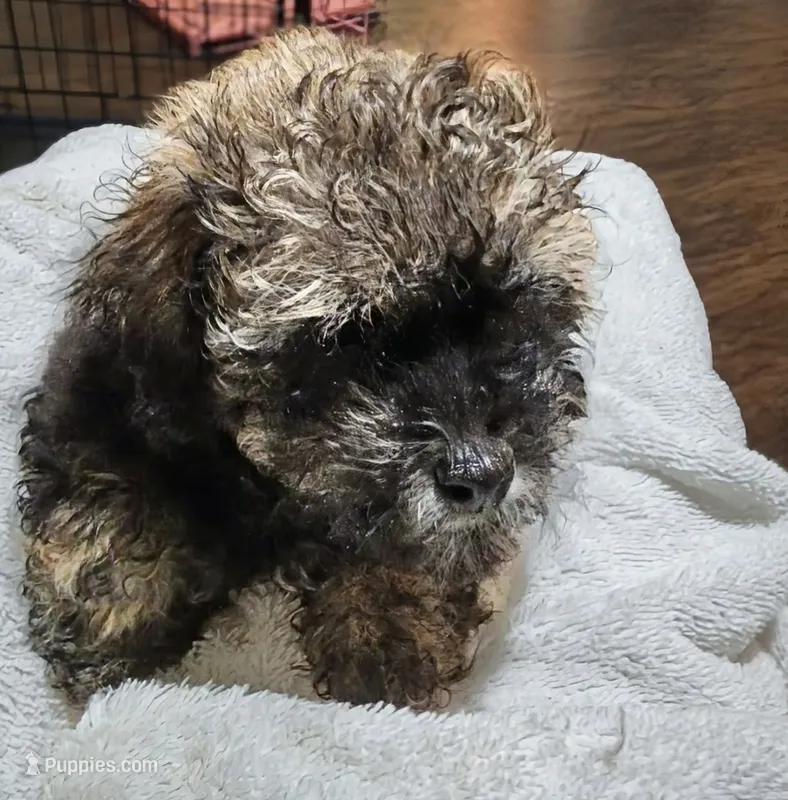 Rusty – Poodle - Toy  puppy for sale in Stonewall, LA