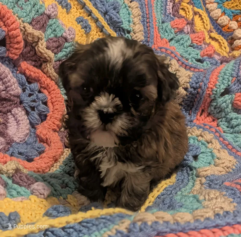 Princess – Shih Tzu puppy for sale in Stonewall, LA