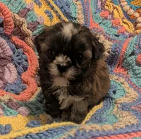 Princess, a female Shih Tzu for sale in Stonewall, LA – 1 of 9