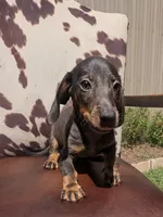 Braco, a male Miniature Dachshund for sale in Stonewall, LA – 4 of 7
