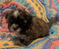 Princess, a female Shih Tzu for sale in Stonewall, LA – 5 of 9