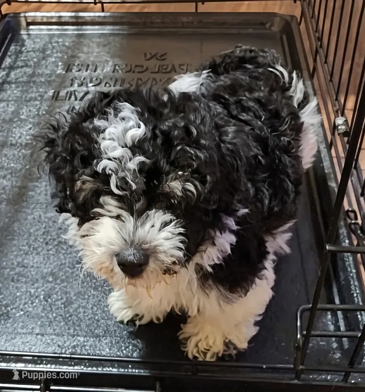 BJ – Poodle - Toy  puppy for sale in Stonewall, LA