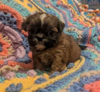 Precious , a female Shih Tzu for sale in Stonewall, LA – 7 of 8