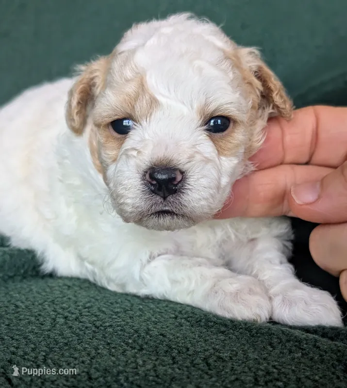 Diamond – Poodle - Toy  puppy for sale in Stonewall, LA