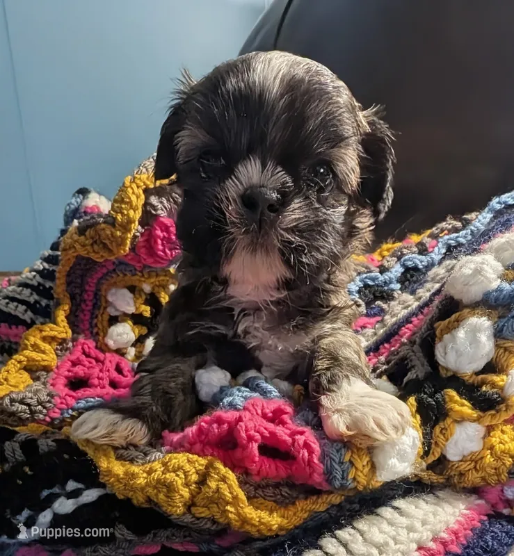 Princess – Shih Tzu puppy for sale in Stonewall, LA