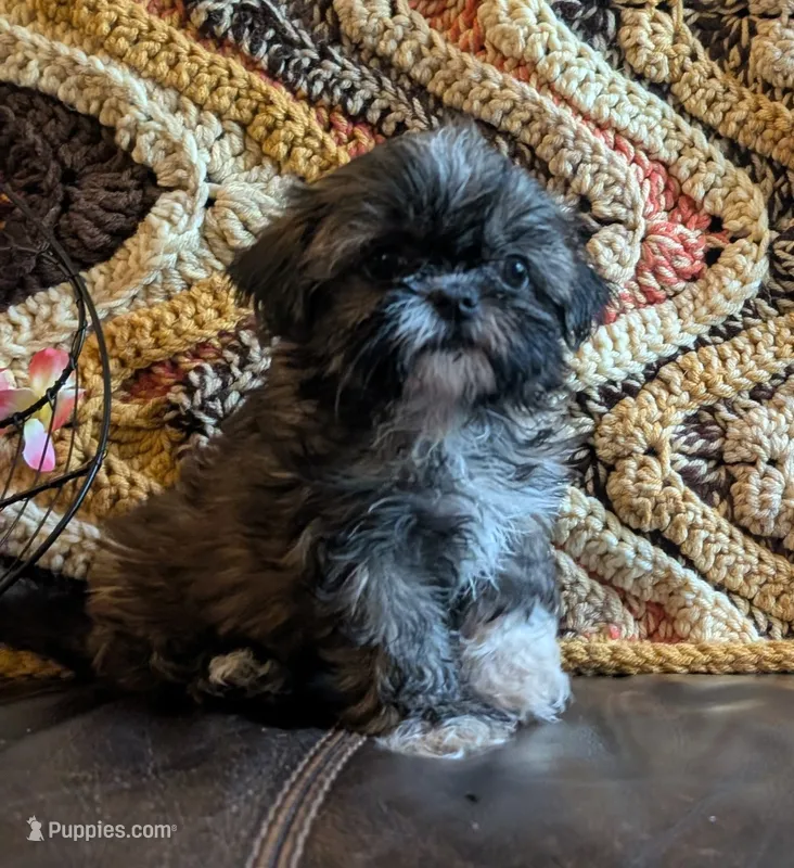 Princess – Shih Tzu puppy for sale in Stonewall, LA