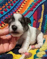 Scooter, a male Miniature Schnauzer for sale in Stonewall, LA – 3 of 5
