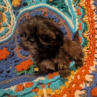Brody , a male Shih Tzu for sale in Stonewall, LA – 5 of 8