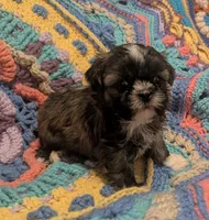 Princess, a female Shih Tzu for sale in Stonewall, LA – 9 of 9