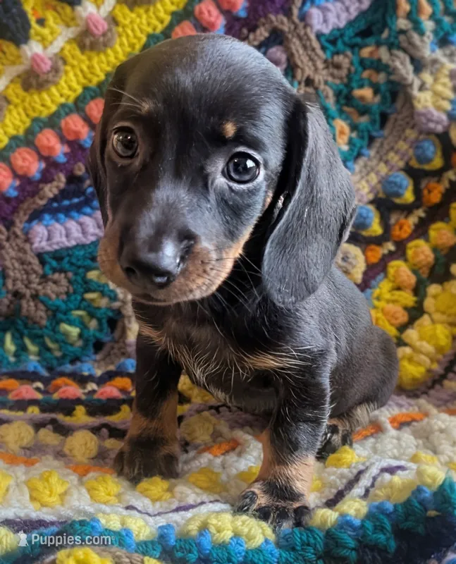 Choco – Miniature Dachshund puppy for sale in Stonewall, LA