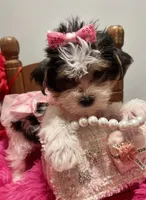 Precious , a female Yorkshire Terrier for sale in Stonewall, LA – Photo 9 of 9