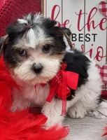 Precious , a female Yorkshire Terrier for sale in Stonewall, LA – Photo 1 of 9