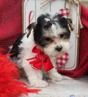 Precious , a female Yorkshire Terrier for sale in Stonewall, LA – Photo 7 of 9