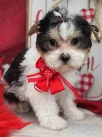 Precious , a female Yorkshire Terrier for sale in Stonewall, LA – Photo 2 of 9