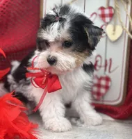 Precious , a female Yorkshire Terrier for sale in Stonewall, LA – Photo 3 of 9