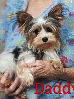 Precious , a female Yorkshire Terrier for sale in Stonewall, LA – Photo 4 of 9