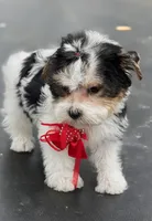 Precious , a female Yorkshire Terrier for sale in Stonewall, LA – Photo 6 of 9