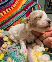 Diamond, a female Poodle - Toy  for sale in Stonewall, LA – 5 of 5