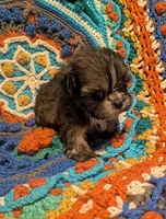 Munchkin, a male Shih Tzu for sale in Stonewall, LA – 3 of 4