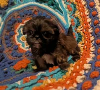 Brody , a male Shih Tzu for sale in Stonewall, LA – 7 of 8