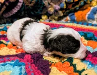 Katie, a female Poodle - Toy  for sale in Stonewall, LA – 5 of 7