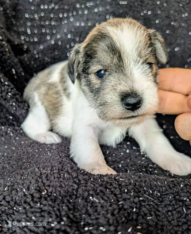 Scooter – Miniature Schnauzer puppy for sale in Stonewall, LA