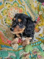 Princess, a female Miniature Dachshund for sale in Stonewall, LA – 3 of 5