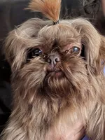 Chewbacca, a male Shih Tzu for sale in Stonewall, LA – 9 of 10
