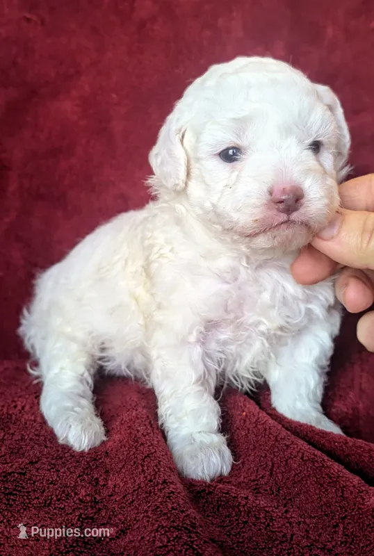 Crystal – Poodle - Toy  puppy for sale in Stonewall, LA