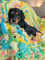 Princess, a female Miniature Dachshund for sale in Stonewall, LA – 5 of 5