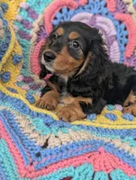 Princess BriAnna, a female Miniature Dachshund for sale in Stonewall, LA – 4 of 9