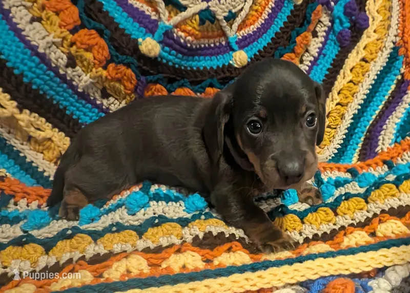 Sadi – Miniature Dachshund puppy for sale in Stonewall, LA