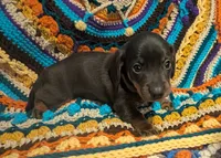 Sadi, a female Miniature Dachshund for sale in Stonewall, LA – 1 of 9