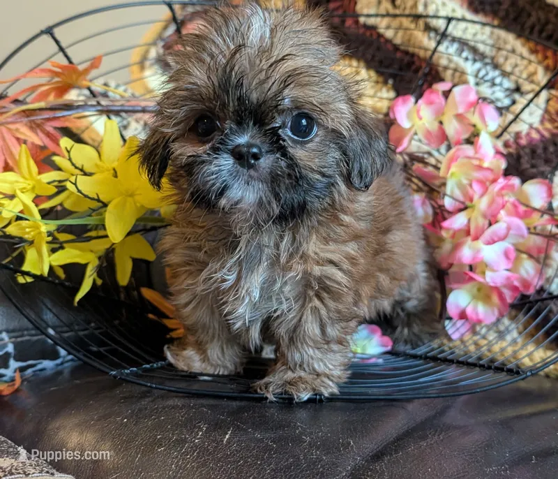 Precious  – Shih Tzu puppy for sale in Stonewall, LA