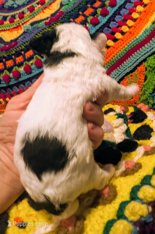 Chloe – Poodle - Toy  puppy for sale in Stonewall, LA