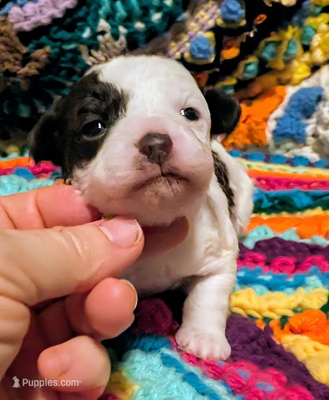 Katie – Poodle - Toy  puppy for sale in Stonewall, LA