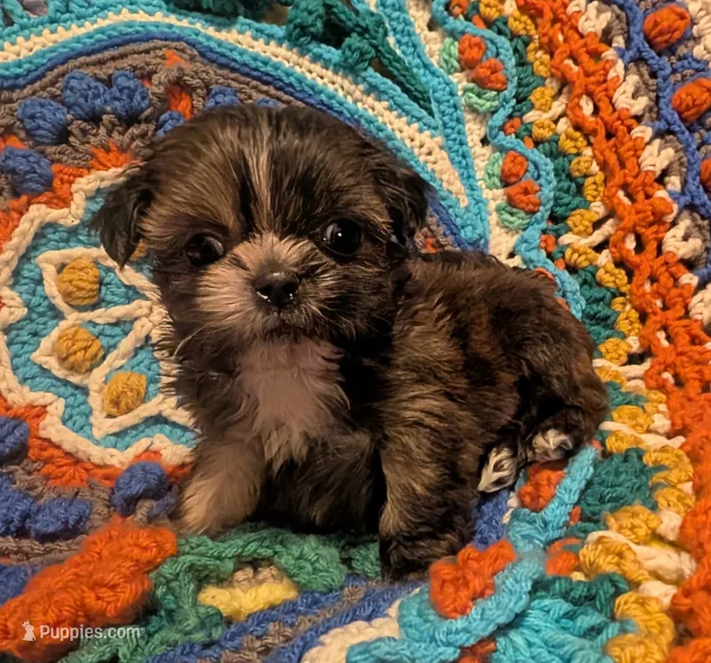 Munchkin – Shih Tzu puppy for sale in Stonewall, LA