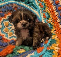 Munchkin, a male Shih Tzu for sale in Stonewall, LA – 1 of 4